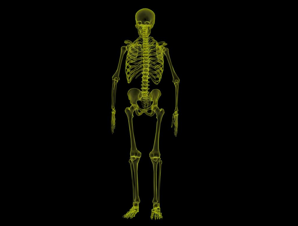 human skeleton 1813086 1920