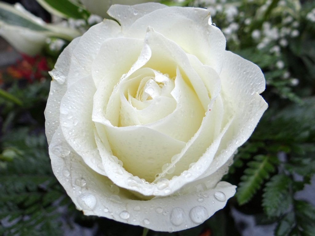 white rose 2907862 1920